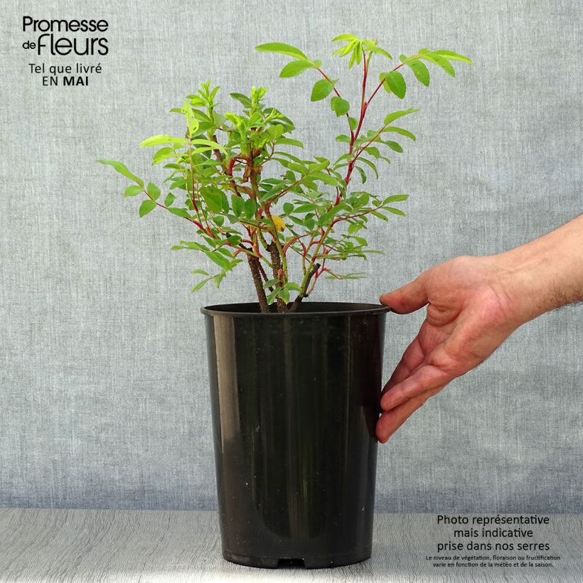 Example of Rosa rugosa Thérèse Bugnet - Hondsroos Pot van 4 l/5 l as you get in printemps