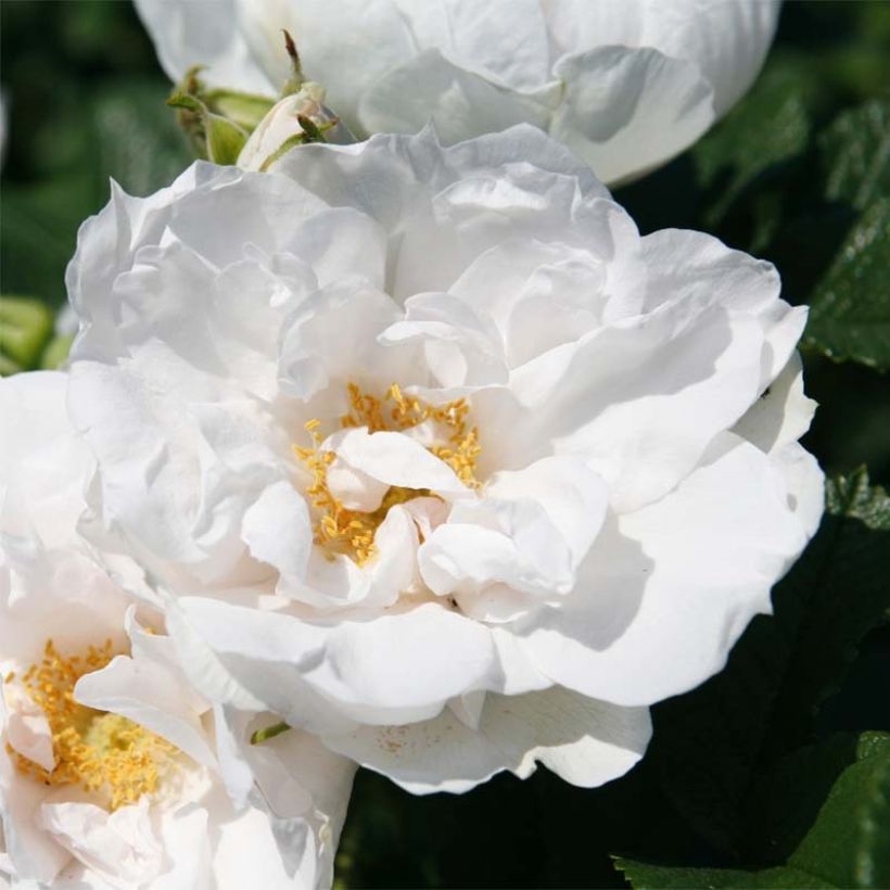Rosa SavoraNova White - Hondsroos (Bloei)