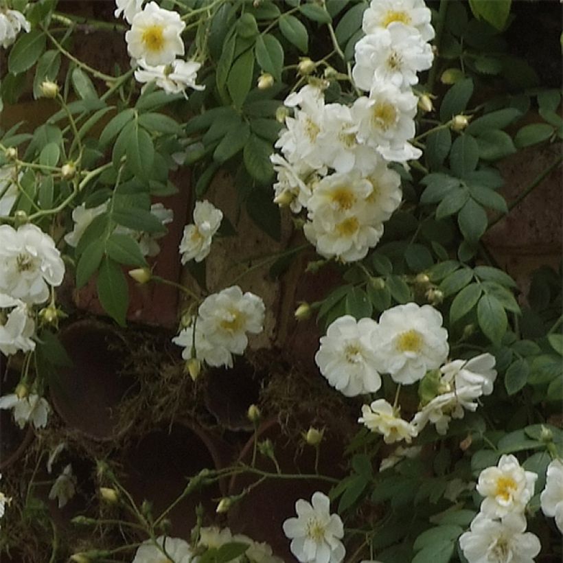 Rosa Sanders White Rambler - Ramblerroos (Bloei)