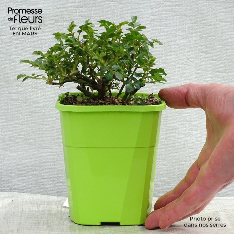 Exemplaar van Rosa Knirps - Polyantharoos Pot van 3 l/4 l zoals geleverd in de lente