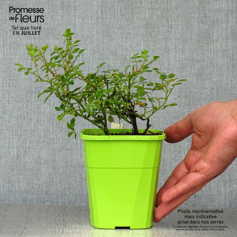 Exemplaar van Rosa Sweet Knirps - Polyantharoos Pot van 1,5 l/2 l zoals geleverd in de zomer