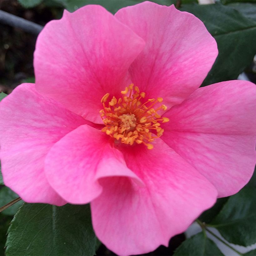 Rosa See You in Pink - Struikroos (Bloei)