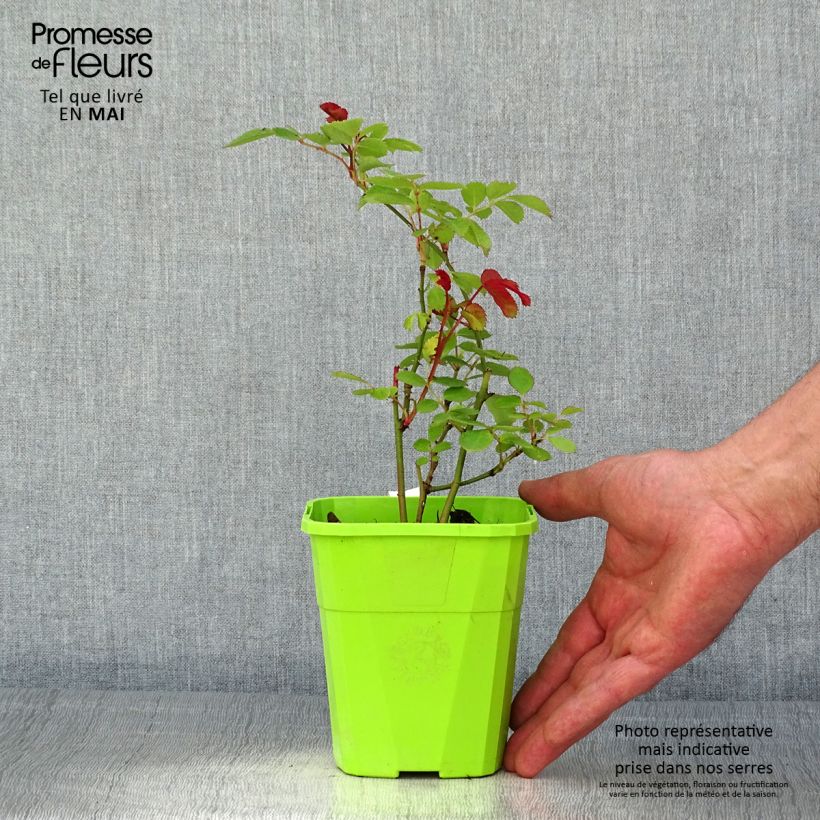 Exemplaar van Rosa See You in Pink - Struikroos Pot van 3 l/4 l zoals geleverd in de lente