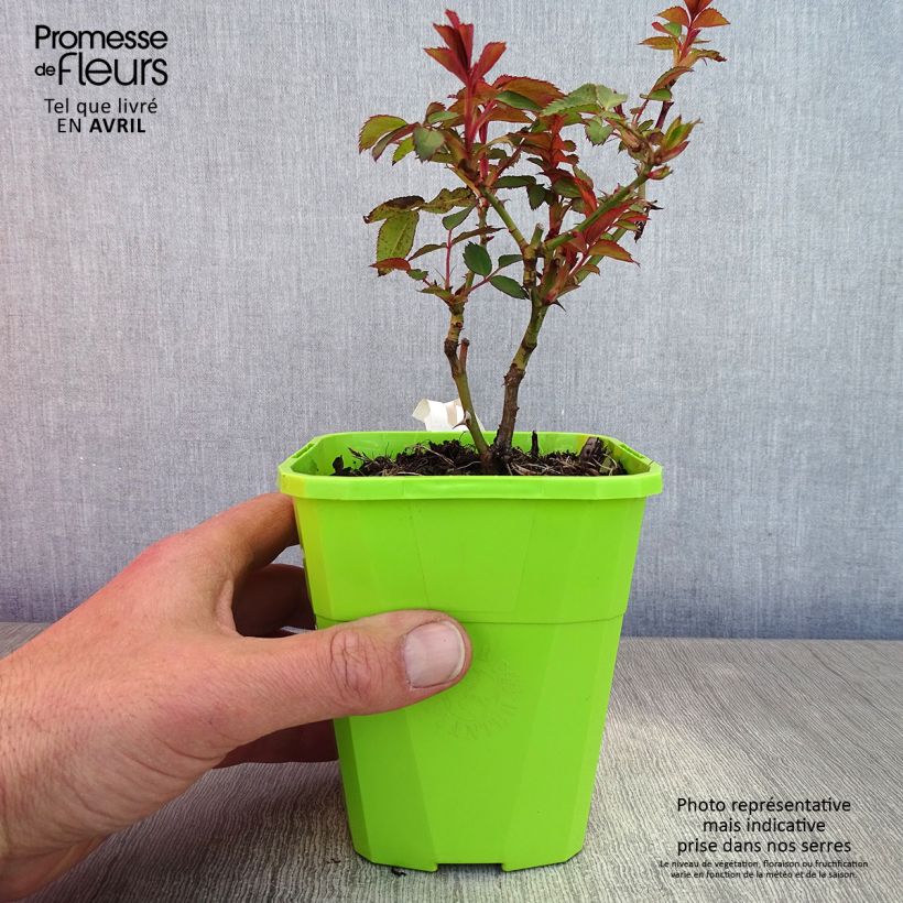 Example of Rosa See You In Red - Struikroos Pot van 1,5 l/2 l as you get in printemps