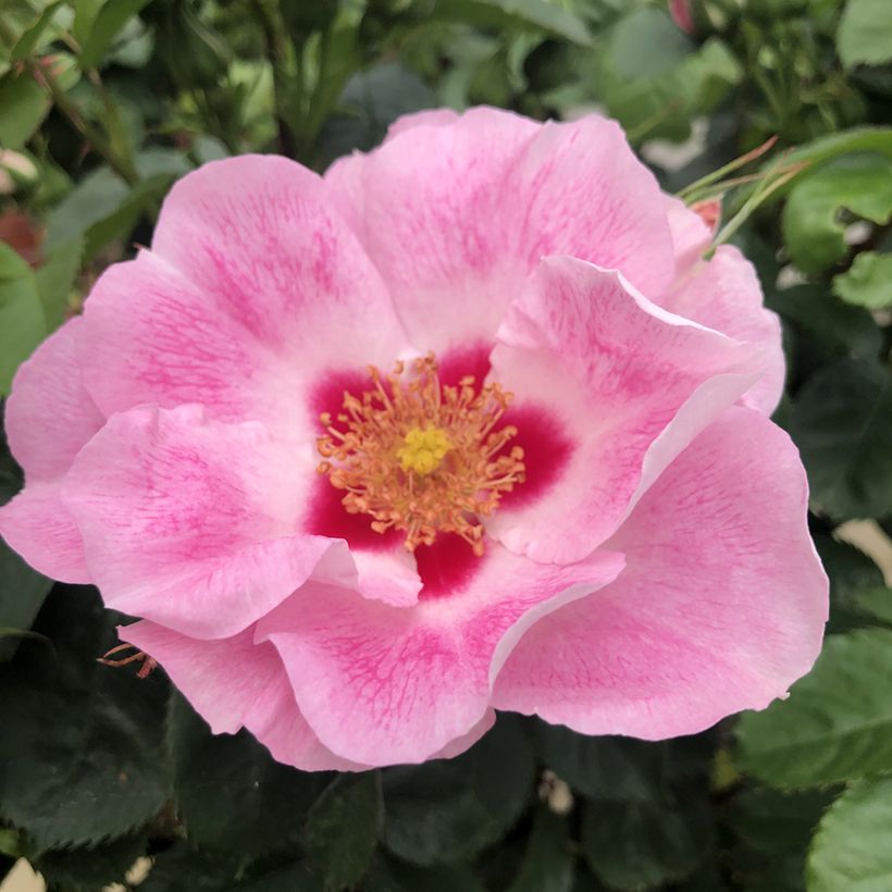 Rosa See You in Rosé - Struikroos (Bloei)