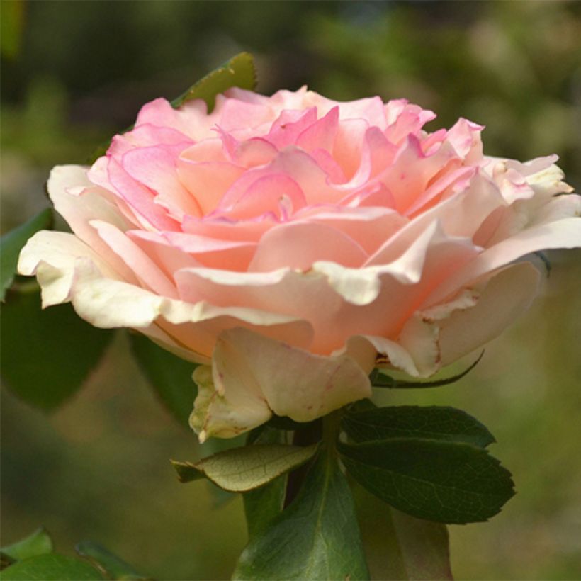 Rosa Souvenir de Baden-Baden - Grootbloemige roos (Bloei)
