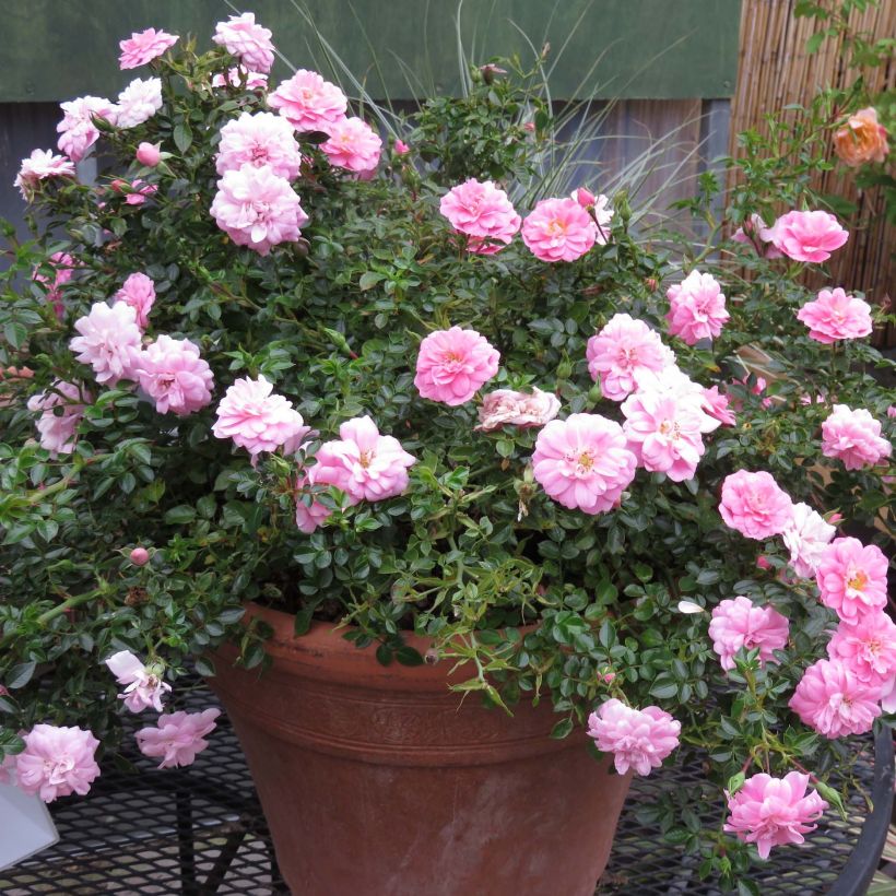 Rosa Sweet Knirps - Polyantharoos (Groeiplaats)