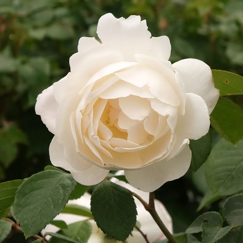Rosa Desdemona - Stamroos (Bloei)