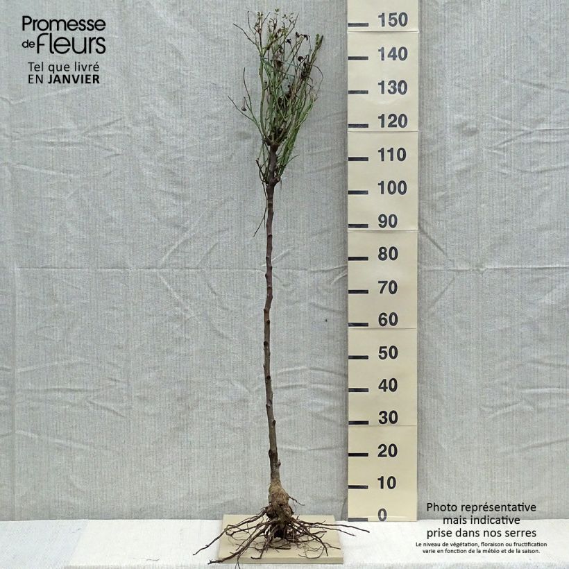 Example of Rosa Lady of Shalott - Stamroos Naakte wortel, Stengel as you get in hiver