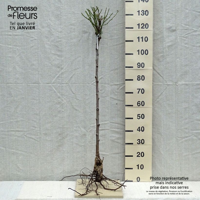 Exemplaar van Rosa Olivia Rose Austin - Stamroos Naakte wortel, Stengel zoals geleverd in de winter
