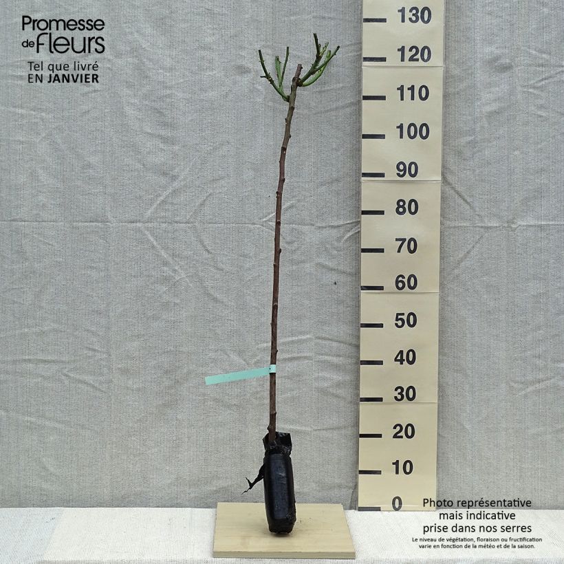 Exemplaar van Rosa Minerva - Stamroos In kluit, Stengel zoals geleverd in de winter