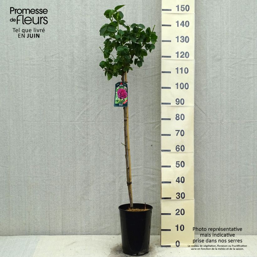 Exemplaar van Rosa Minerva - Stamroos Pot van 7,5 l/10 l, Stengel zoals geleverd in de zomer