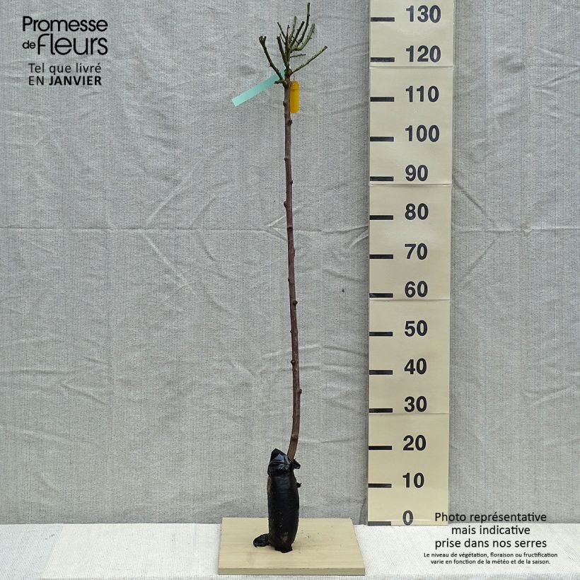Exemplaar van Rosa Nostalgie - Stamroos In kluit, Stengel zoals geleverd in de winter