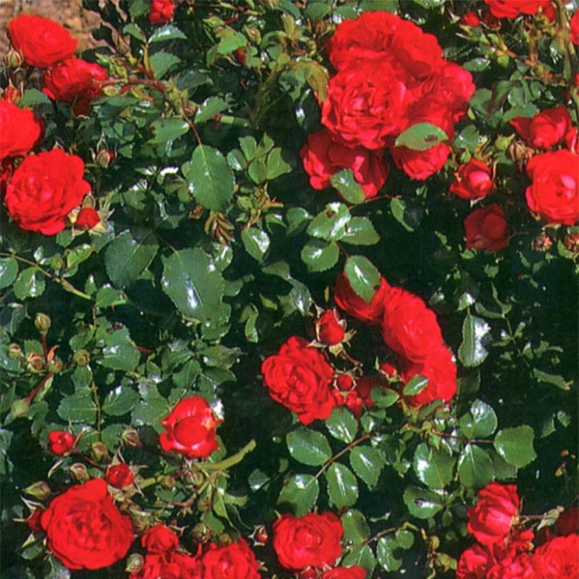 Rosa Toscana - Polyantharoos (Blad)
