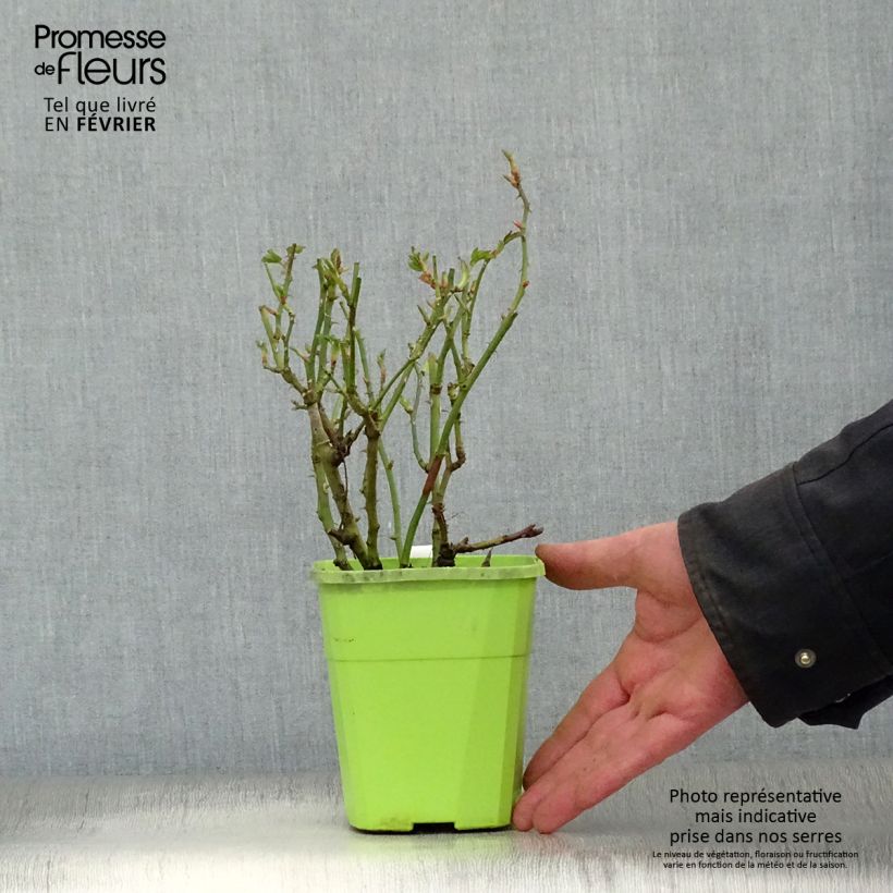 Exemplaar van Rosa Marondo - Polyantharoos Pot van 1,5 l/2 l zoals geleverd in de winter
