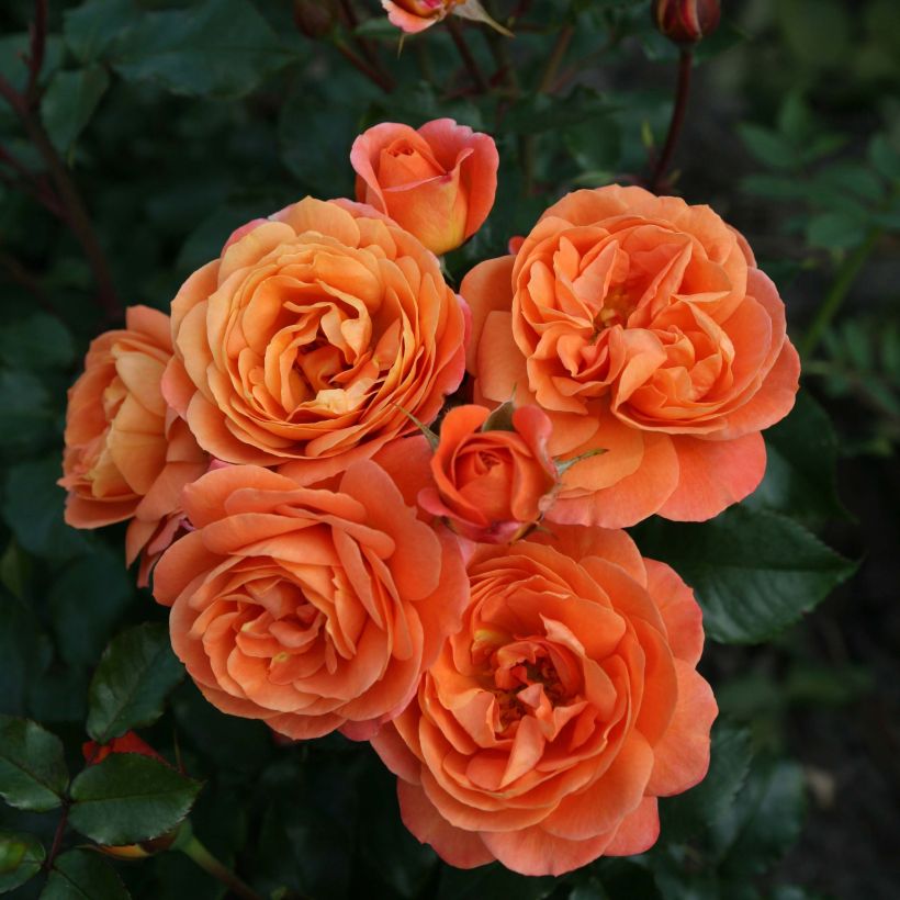 Rosa Phoenix - Trosroos (Bloei)