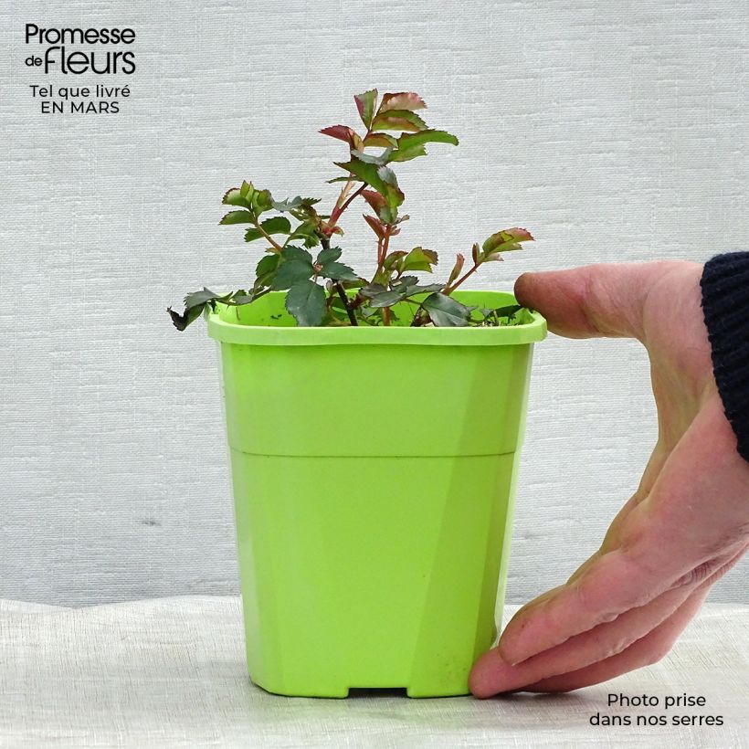 Exemplaar van Rosa Phoenix - Trosroos Pot van 3 l/4 l zoals geleverd in de lente