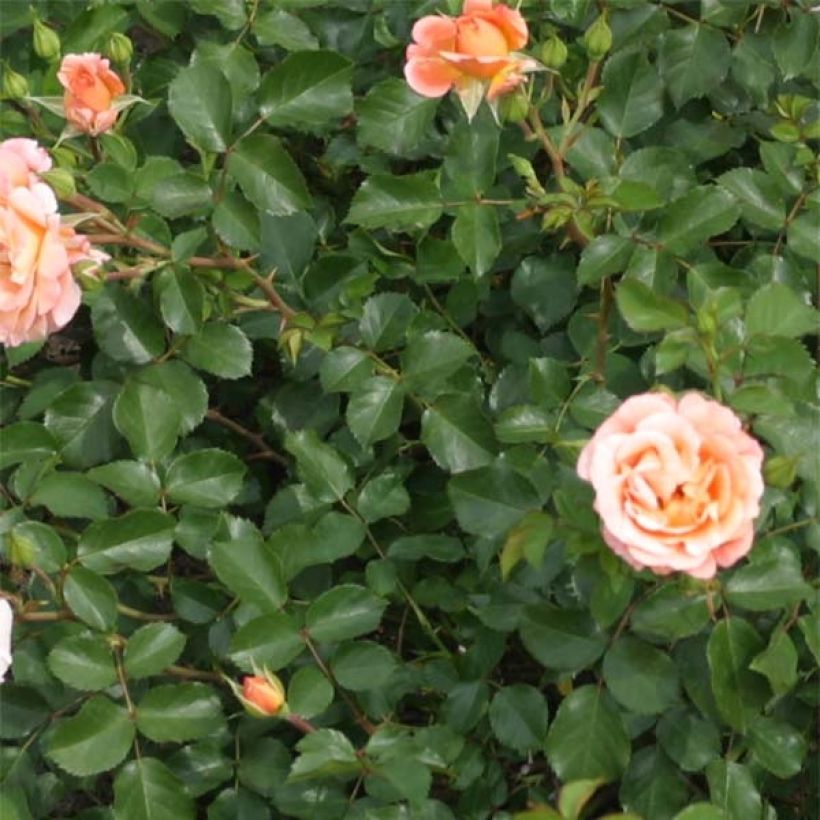 Rosa Cubana - Trosroos (Blad)