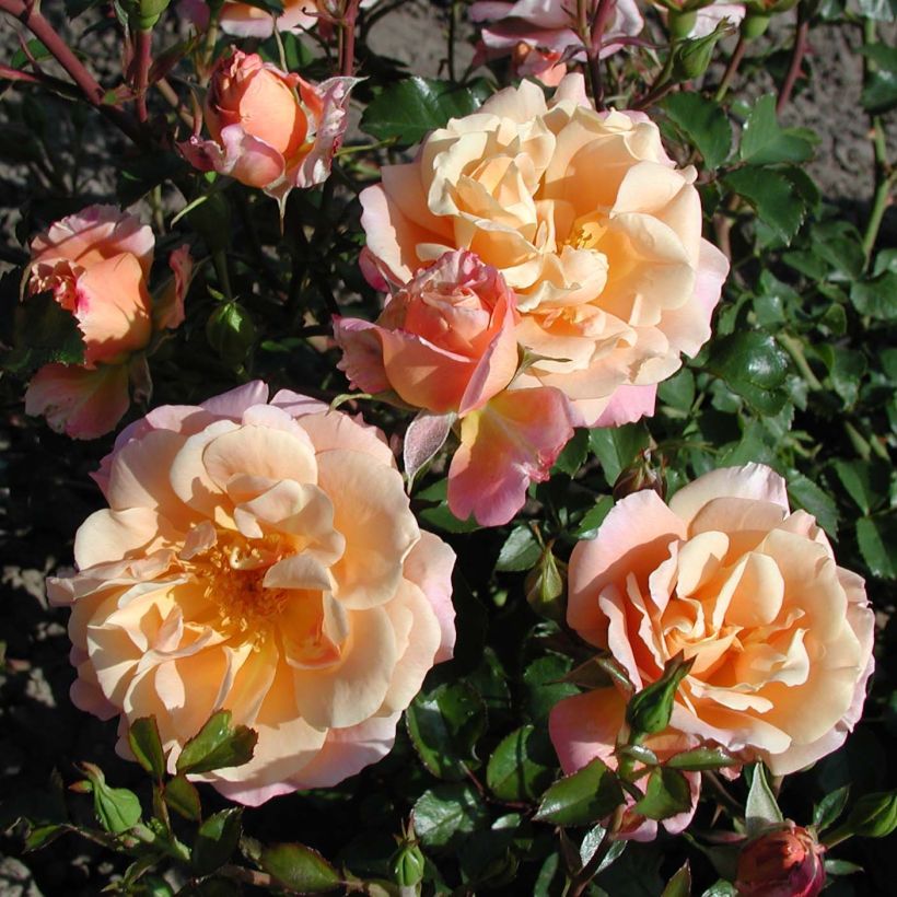 Rosa Cubana - Trosroos (Bloei)