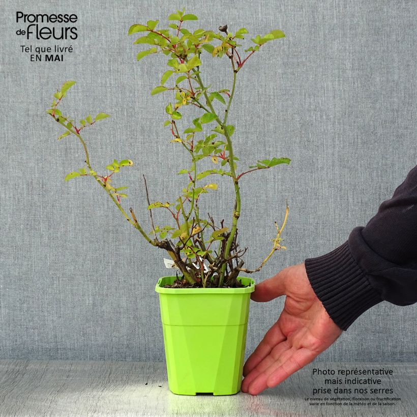 Exemplaar van Rosa Cubana - Trosroos Pot van 3 l/4 l zoals geleverd in de lente