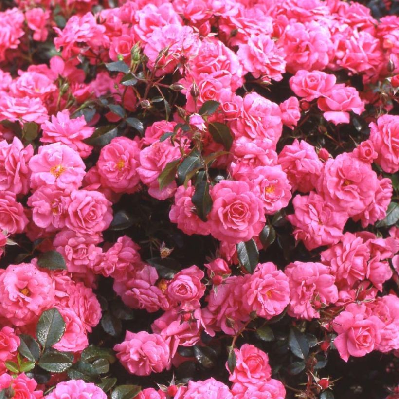 Rosa Pink Emely - Trosroos (Bloei)