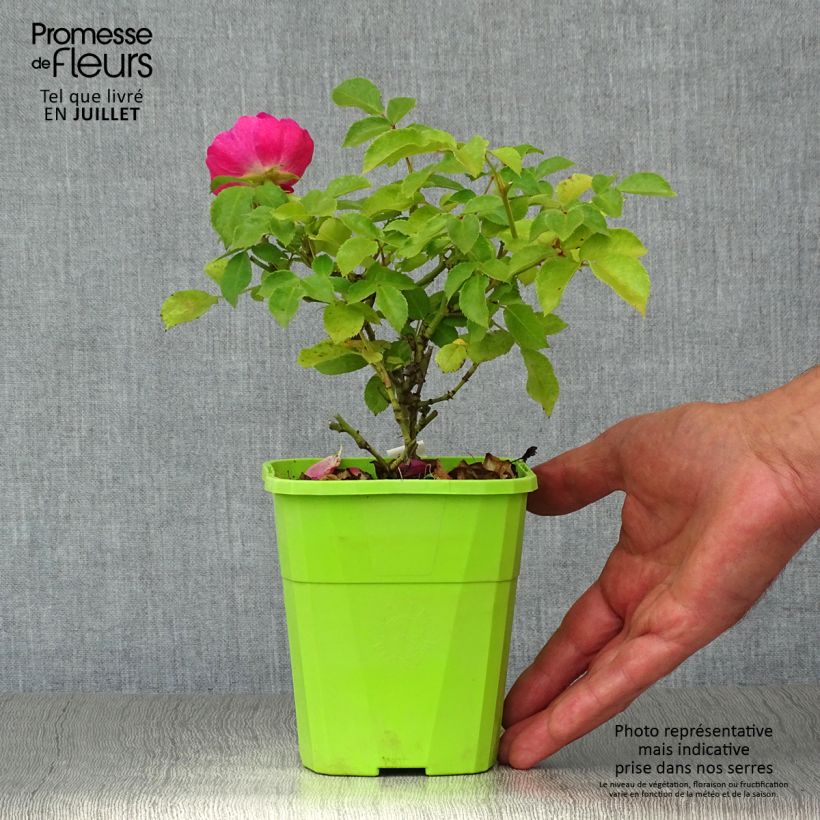 Exemplaar van Rosa Pink Emely - Trosroos Pot van 1,5 l/2 l zoals geleverd in de zomer