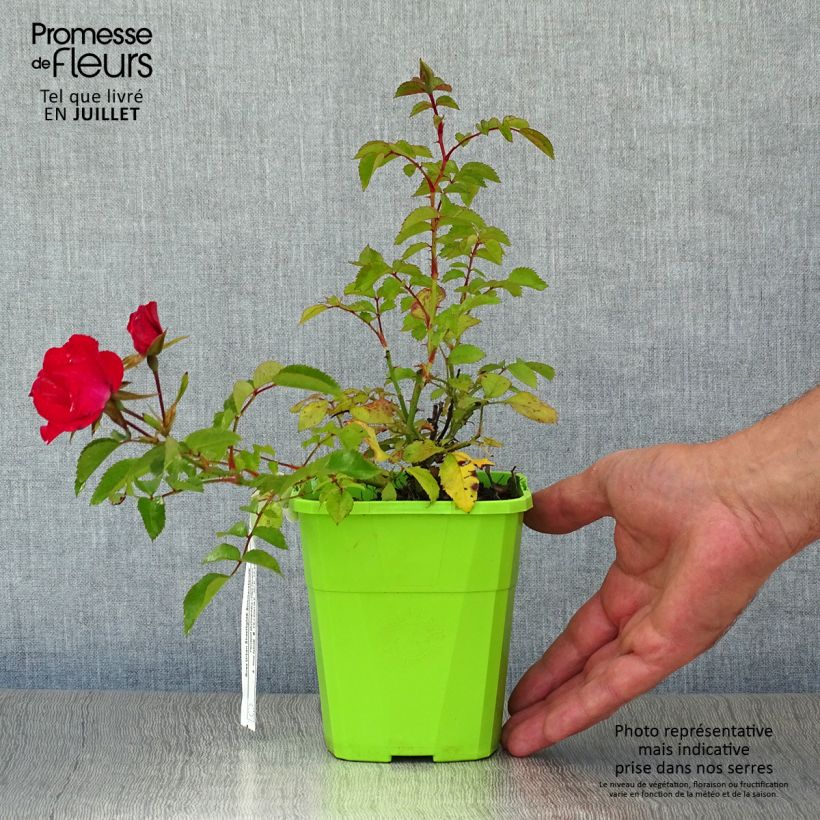 Exemplaar van Rosa Sommerabend - Trosroos Pot van 3 l/4 l zoals geleverd in de zomer