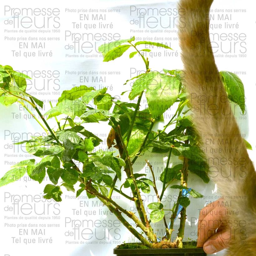 Example of Rosa Generosa® Zayed of Abu Dhabi - Struikroos Pot van 4 l/5 l as you get