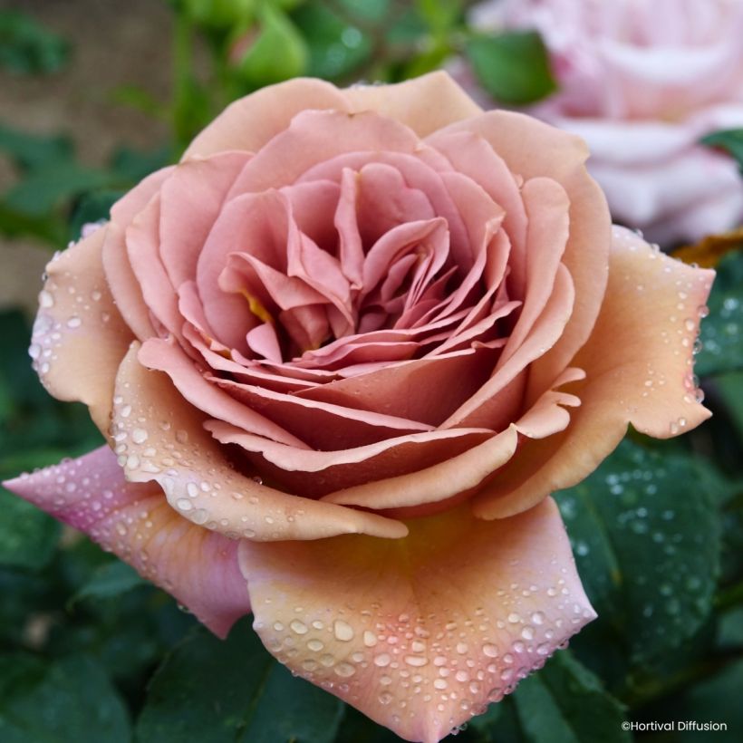 Rosa Koko Loko - Trosroos (Bloei)