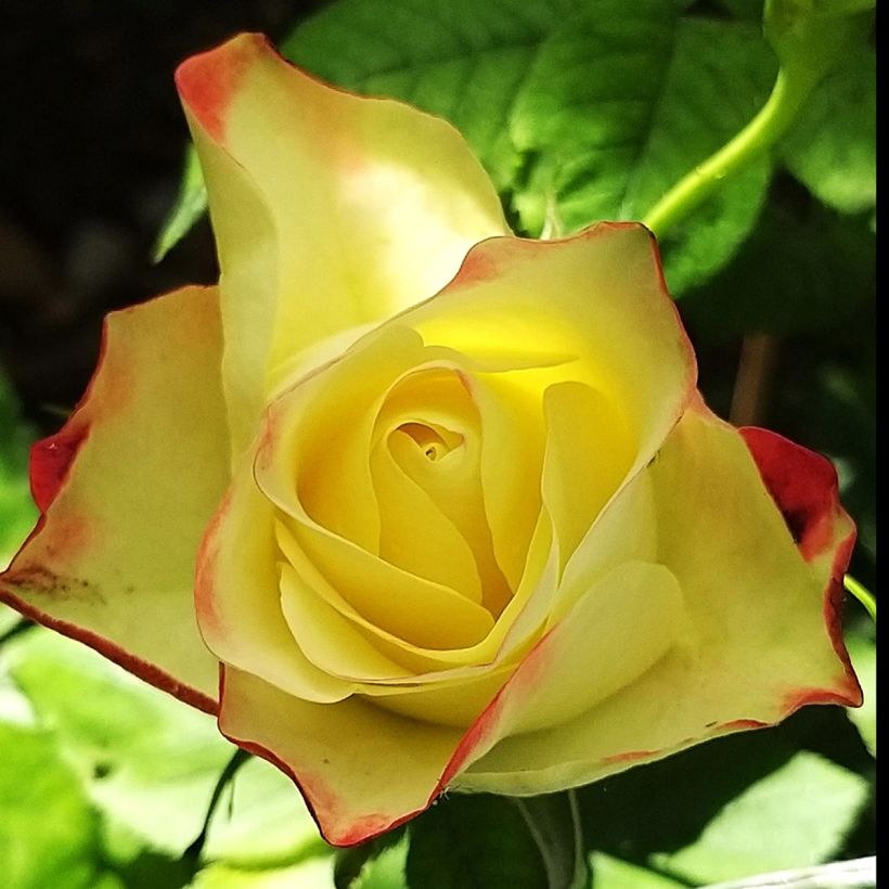 Rosa ORIGAMI - Trosroos (Bloei)