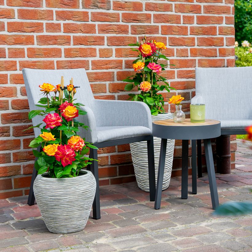 Rosier à fleurs groupées Planter's Punch (Groeiplaats)