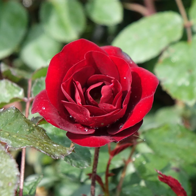 Rosa Rose du CICR - Trosroos (Bloei)