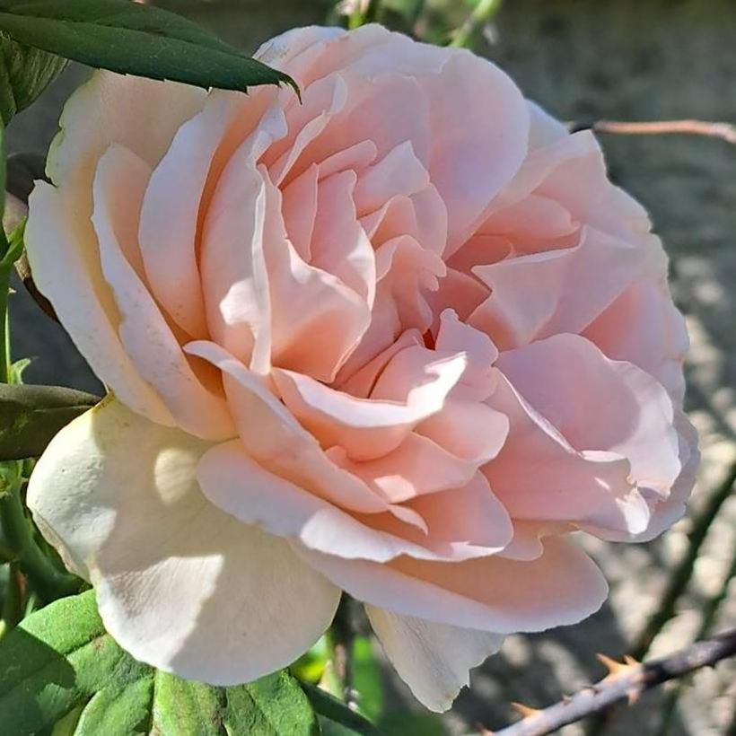 Rosa Donatella - Grootbloemige roos (Bloei)