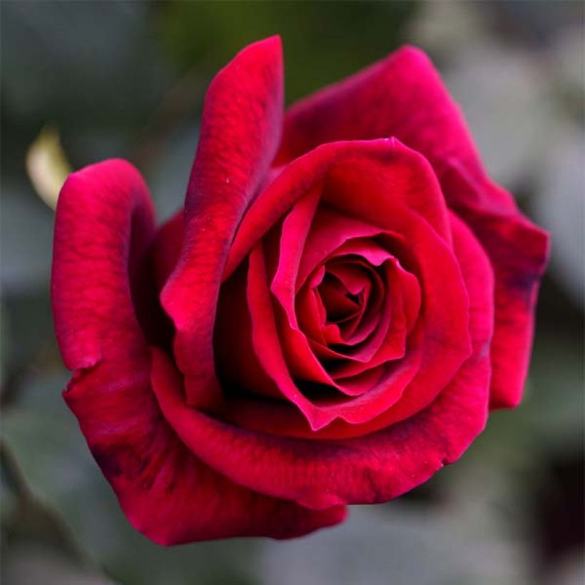 Rosa Papa Meilland - Grootbloemige roos (Bloei)