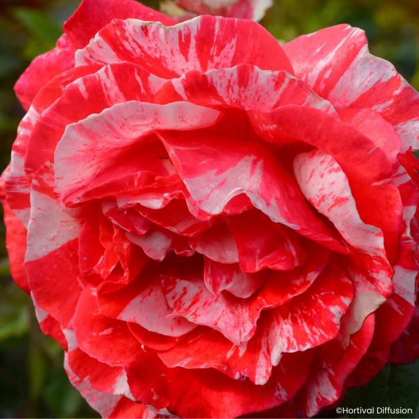 Rosier à fleurs groupées Scentimental Coral (Bloei)