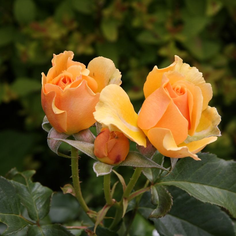 Rosa Amber Queen - Trosroos (Bloei)