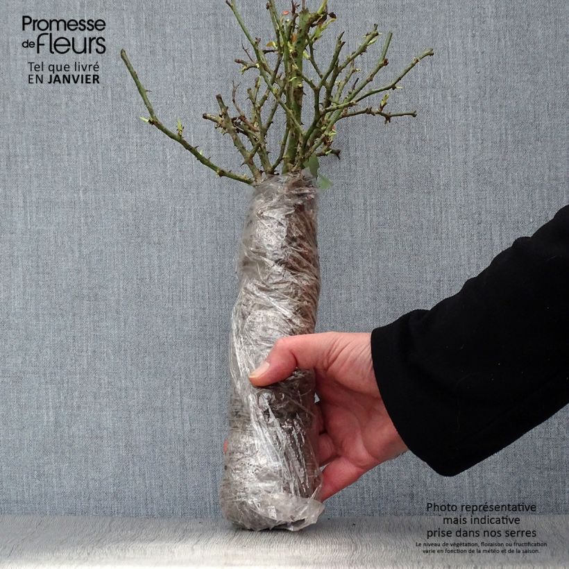 Exemplaar van Rosa Yellow Meilove - Trosroos In kluit zoals geleverd in de winter