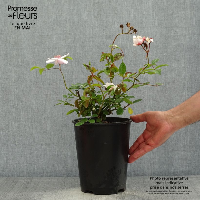 Example of Rosa Astronomia - Trosroos Pot van 4 l/5 l as you get in printemps