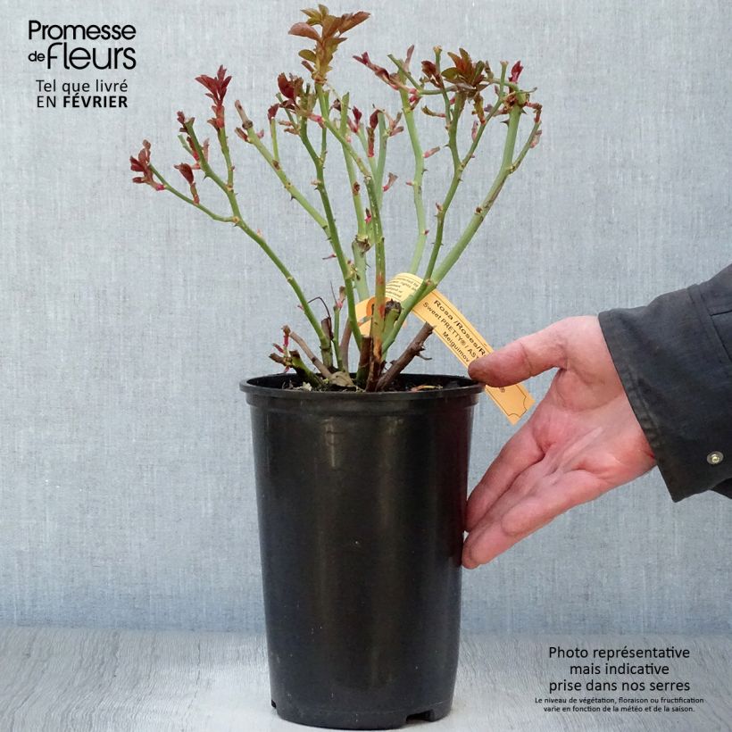 Exemplaar van Rosa Astronomia - Trosroos Pot van 4 l/5 l zoals geleverd in de winter
