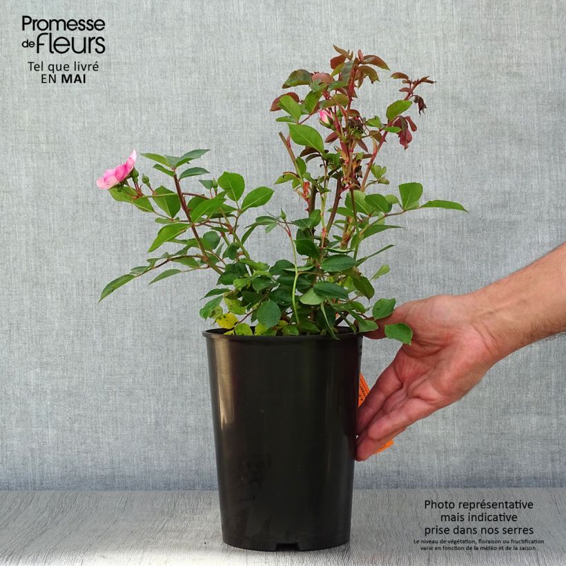 Example of Rosa Astronomia - Trosroos Pot van 4 l/5 l as you get in printemps