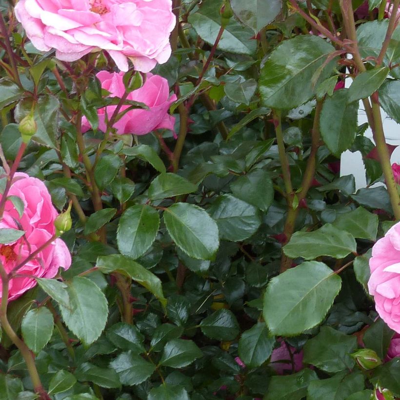 Rosa Berleburg - Trosroos (Foliage)