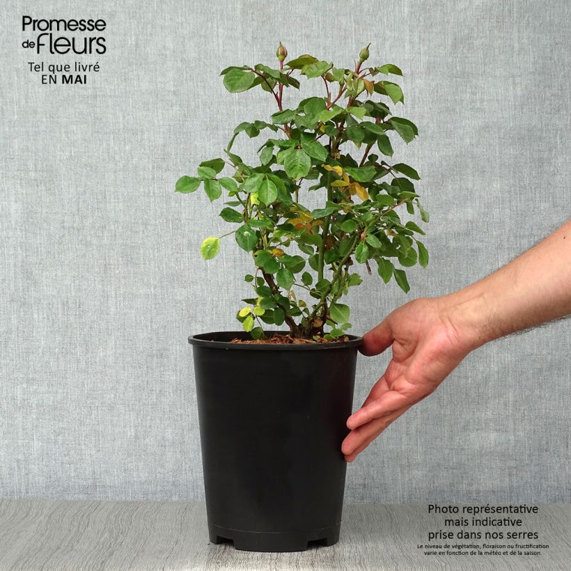 Example of Rosa Berleburg - Trosroos Pot van 3 l/4 l as you get in printemps