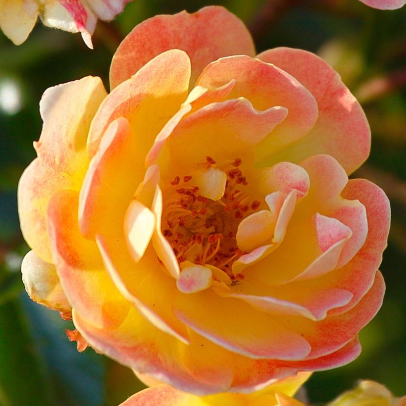 Rosa Bienenweide Fruity - Polyantharoos (Bloei)