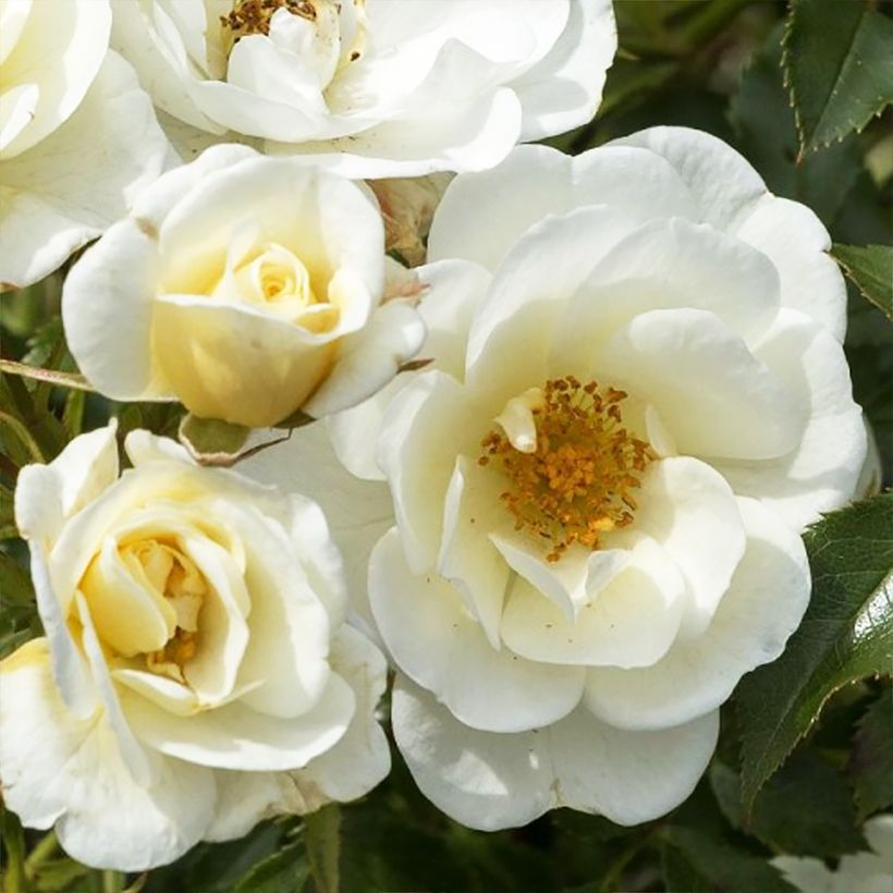 Rosa Bijenweelde Ivory - Polyantharoos (Bloei)