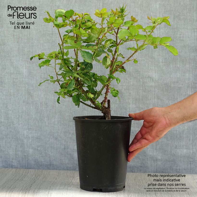 Exemplaar van Rosa Blue Eyes - Struikroos Pot van 4 l/5 l zoals geleverd in de lente
