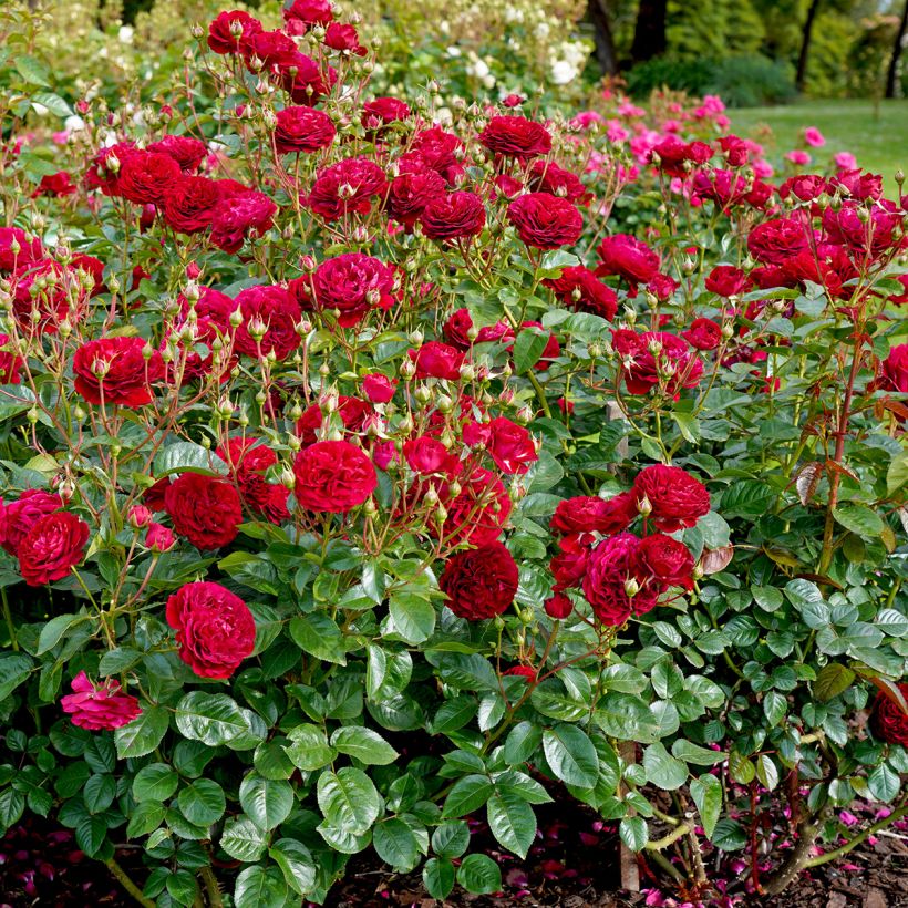 Rosa Bordeaux - Trosroos (Groeiplaats)