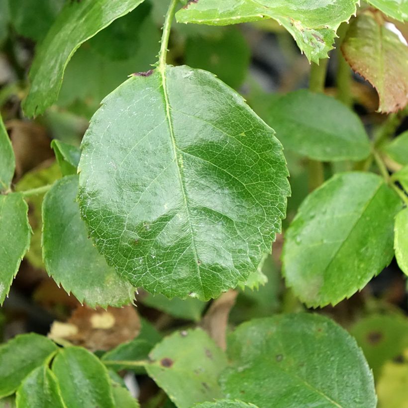 Rosa Bordeaux - Trosroos (Blad)
