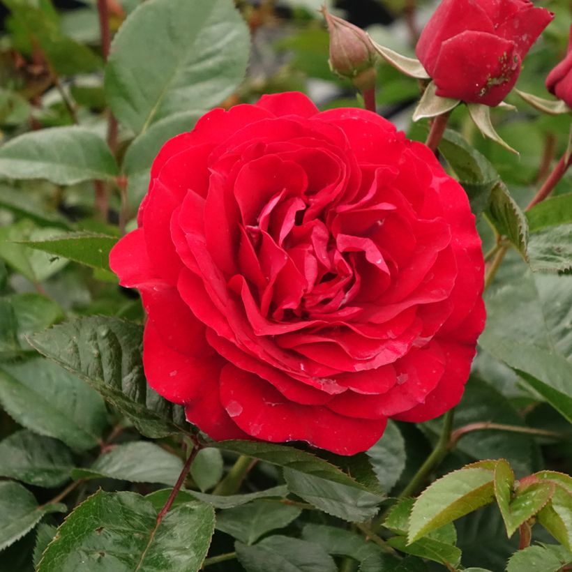 Rosa Bordeaux - Trosroos (Bloei)