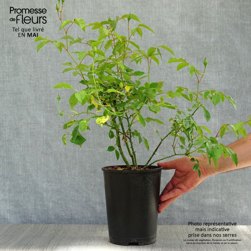 Example of Rosa Burgundy Ice - Trosroos Pot van 2 l/3 l as you get in printemps