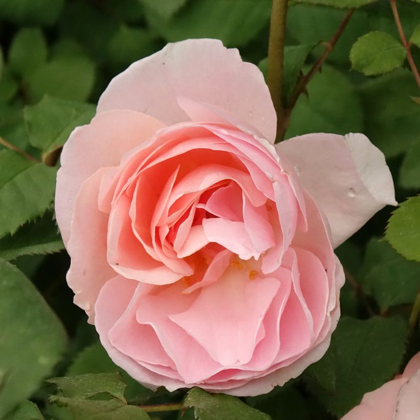 Rosa Caroline's Heart - Trosroos (Bloei)